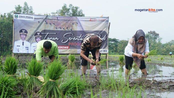 tanam padi