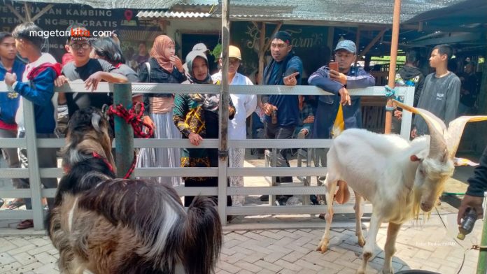 ternak kambing