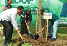 Hari Lingkungan Hidup Sedunia, Unesa Magetan Tanam Tabebuya